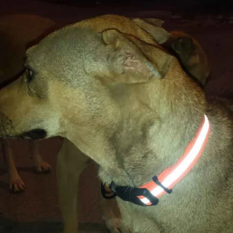 bown dog wearing reflective collar