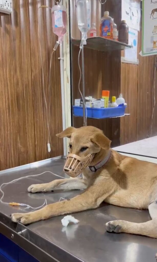 whatsapp image 2025 07 16 at 21.45.06 20ee5225