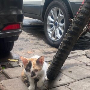 whatsapp image 2025 07 16 at 21.46.55 964fca9b