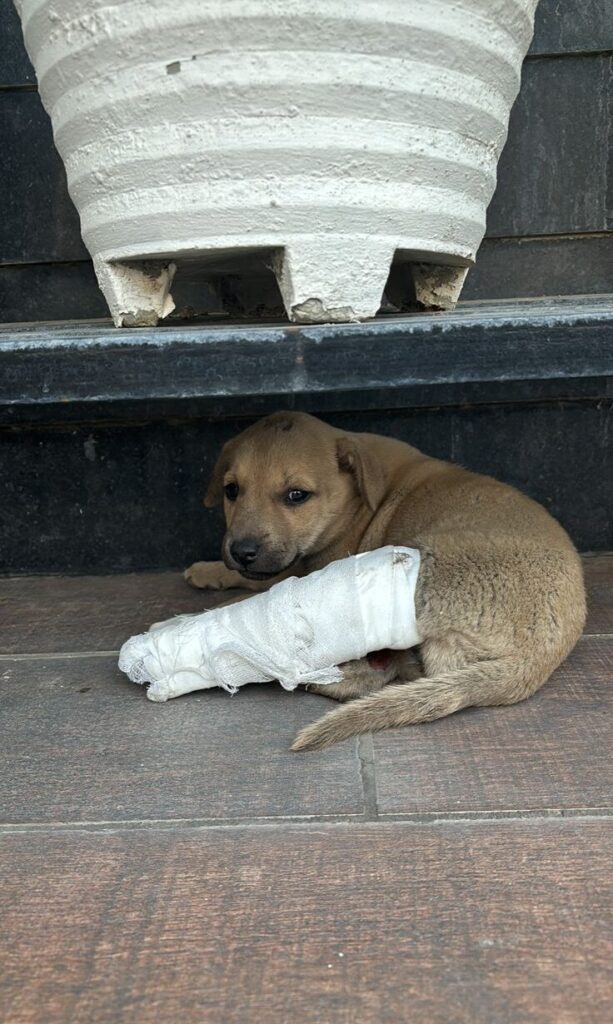 whatsapp image 2025 07 16 at 21.47.05 a32bc9bb