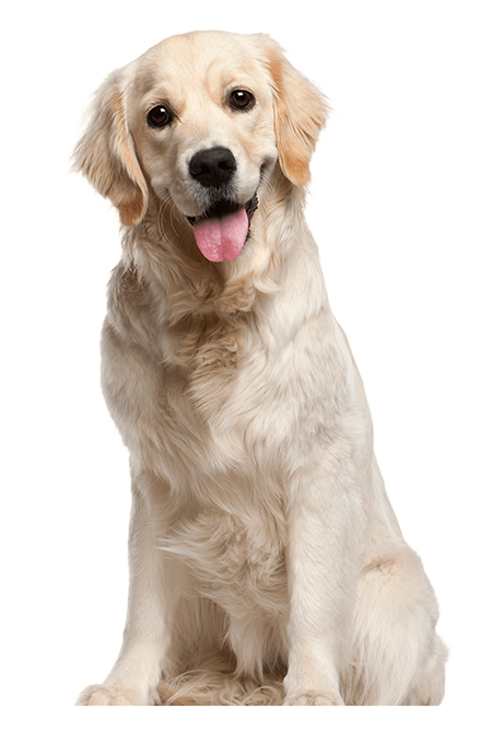 pngimg.com dog png50354
